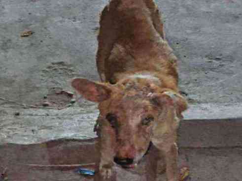 Severely emaciated dog with advanced skin disease