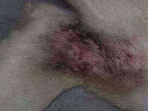 Dog with severe skin inflammation