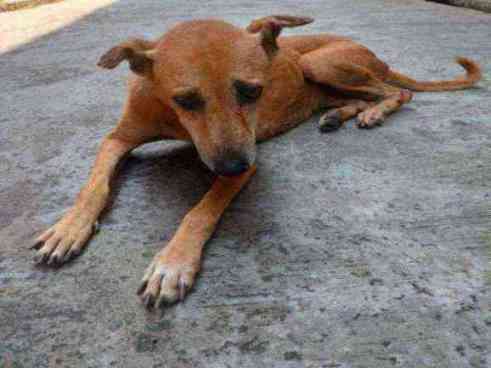 Severely emaciated stray dog found photo