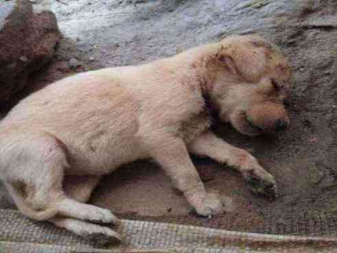 Lethargic and possibly malnourished puppy found