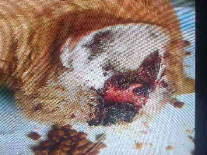 Cat head wound