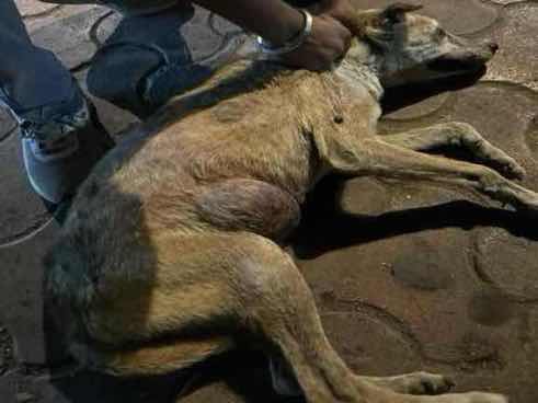 Severely emaciated dog with large abdominal mass