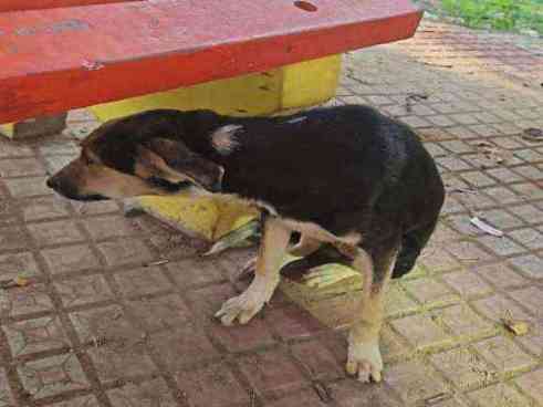 Dog with severe paw lesion photo