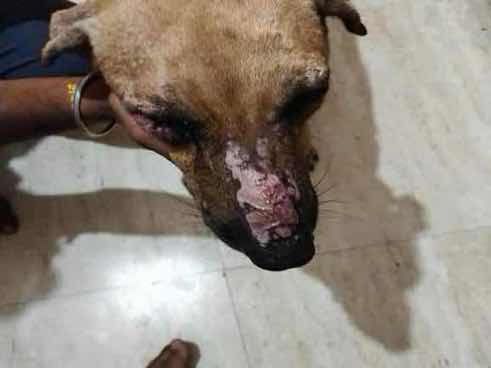 Dog with severe facial lesion