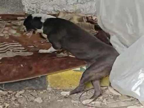 Severely emaciated dog found