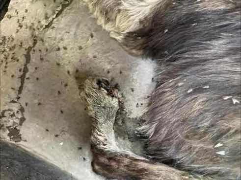 Severely injured and infested dog