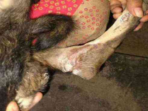Dog with severe leg skin infection
